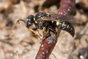 Oxybelus trispinosus