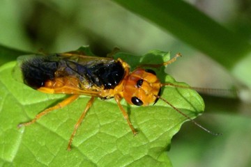 Pamphilius betulae