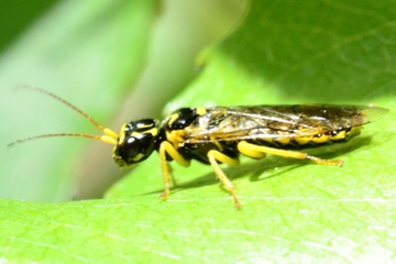 Pamphilius gyllenhali