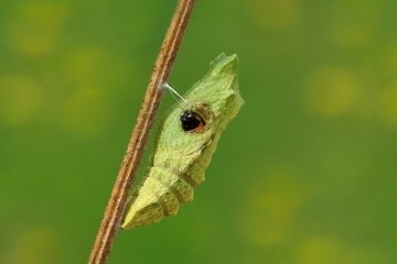 Schwarze Schlupfwespe