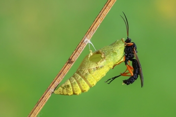 Schwarze Schlupfwespe