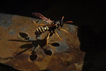 Polistes biglumis