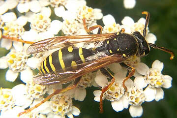 Polistes biglumis