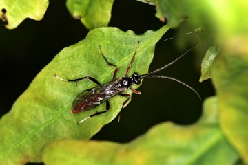 Pseudoplatylabus violentus