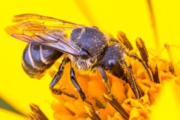 Punktierte Düsterbiene