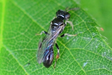 Rhopalum coarctatum