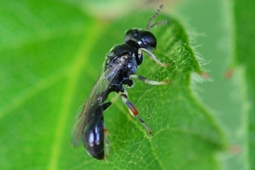 Rhopalum coarctatum