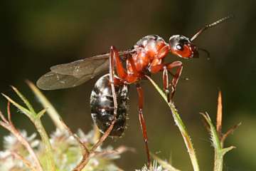 Rote Waldameise