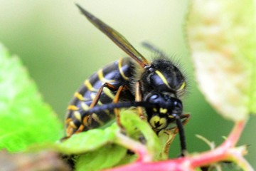 Sächsiche Wespe