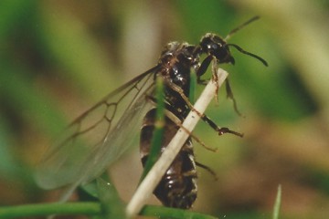 Schwarze Gartenameise