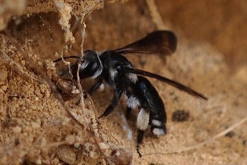 Blauschillernde Sandbiene