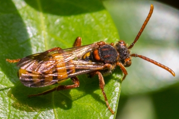 Stachelbeer-Wespenbiene