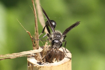 Stahlblauer Grillenjäger