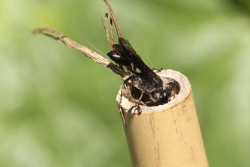 Stahlblauer Grillenjäger