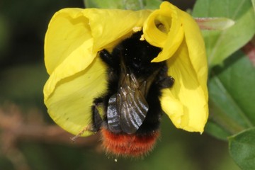 Steinhummel