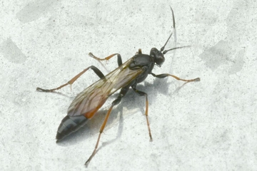 Stenichneumon culpator