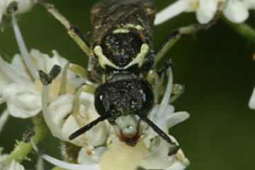 Tenthredo arcuata
