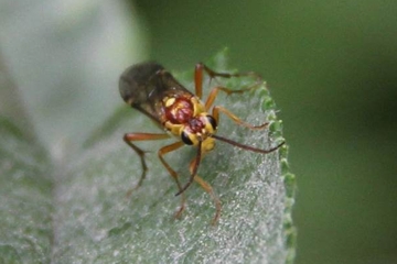 Tenthredopsis litterata