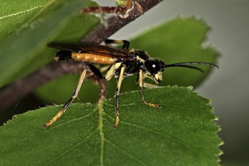 Tenthredo maculata