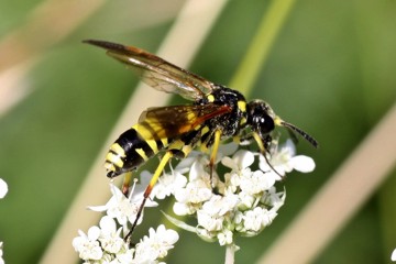 Tenthredo marginella