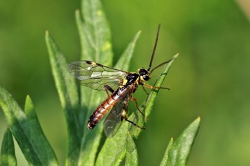 Tenthredopsis nassata