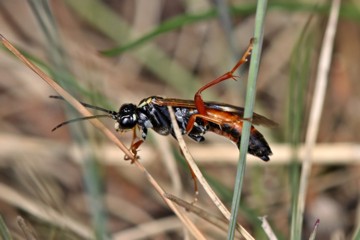 Tenthredopsis stigma