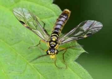 Tenthredopsis tesselata