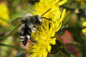 Thyreus orbatus