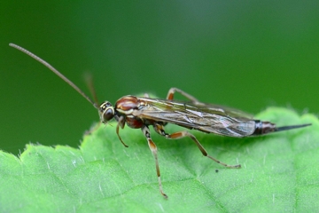 Tromatobia lineatoria