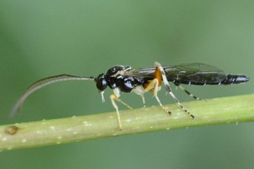 Tromatobia ovivora