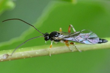 Tromatobia ovivora