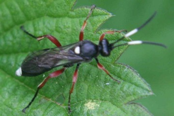 Vulgichneumon saturatorius