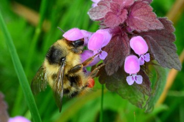 Waldhummel