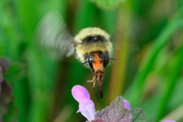 Waldhummel