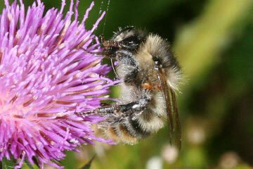 Waldhummel