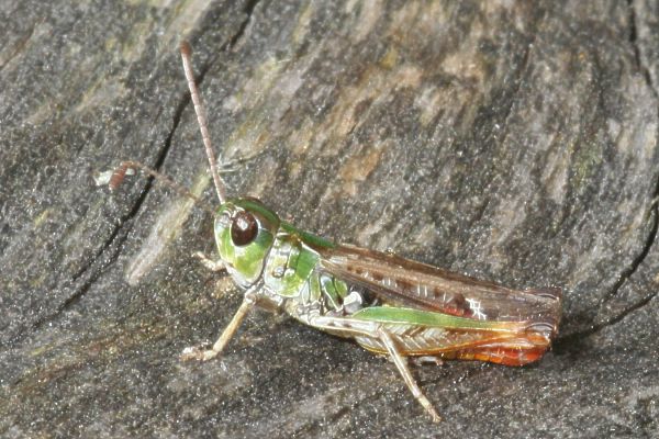 Gefleckte Keulenschrecke