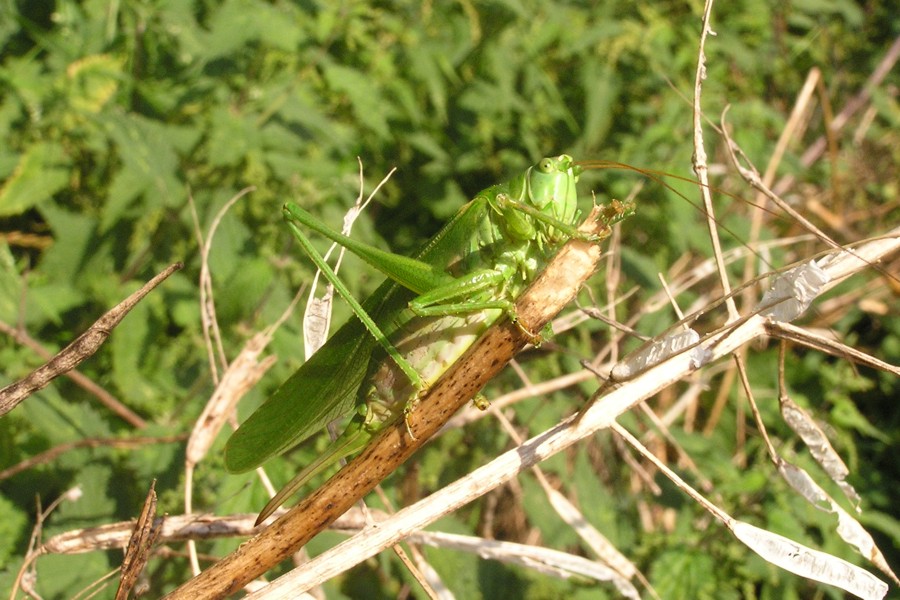 Großes Heupferd