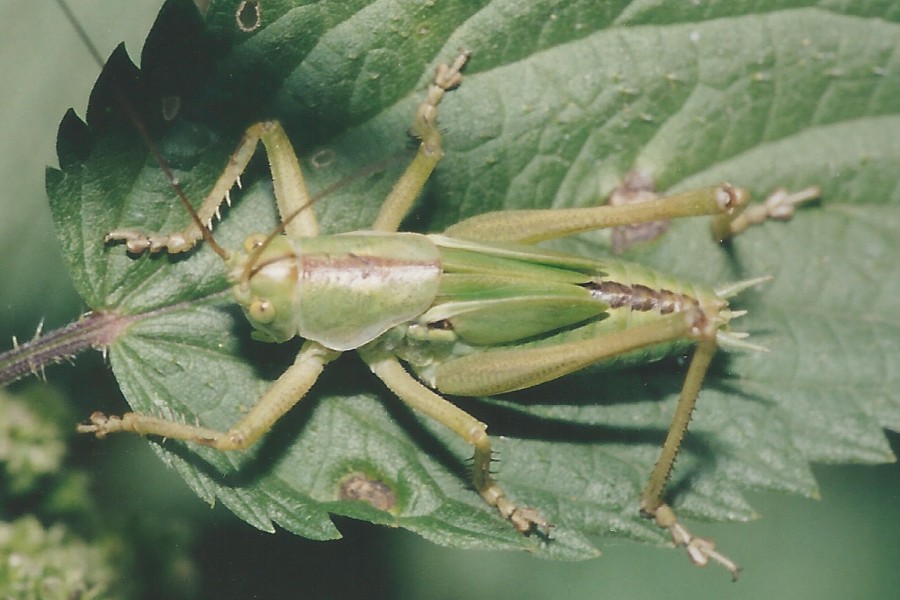 Großes Heupferd