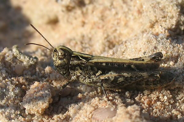 Rotleibiger Grashüpfer