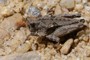 Tetrix tenuicornis