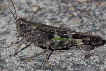 Braune Strandschrecke