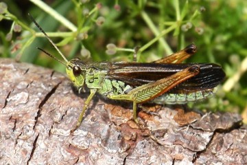 Gebirgsgrashüpfer