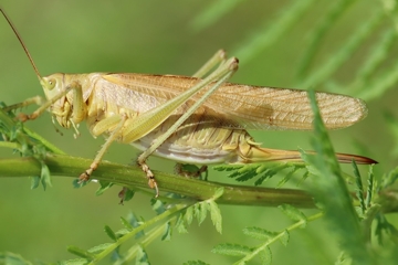 Großes Heupferd