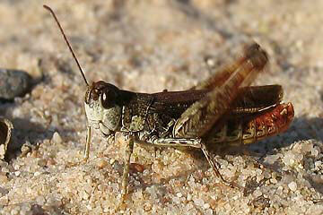 Rotleibiger Grashüpfer