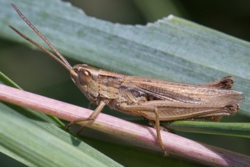 Weißrandiger Grashüpfer