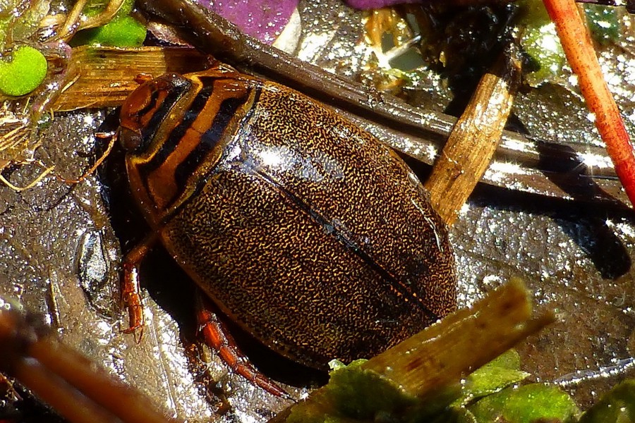 Acilius canaliculatus