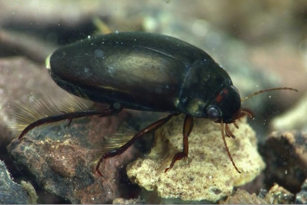 Agabus bipustulatus