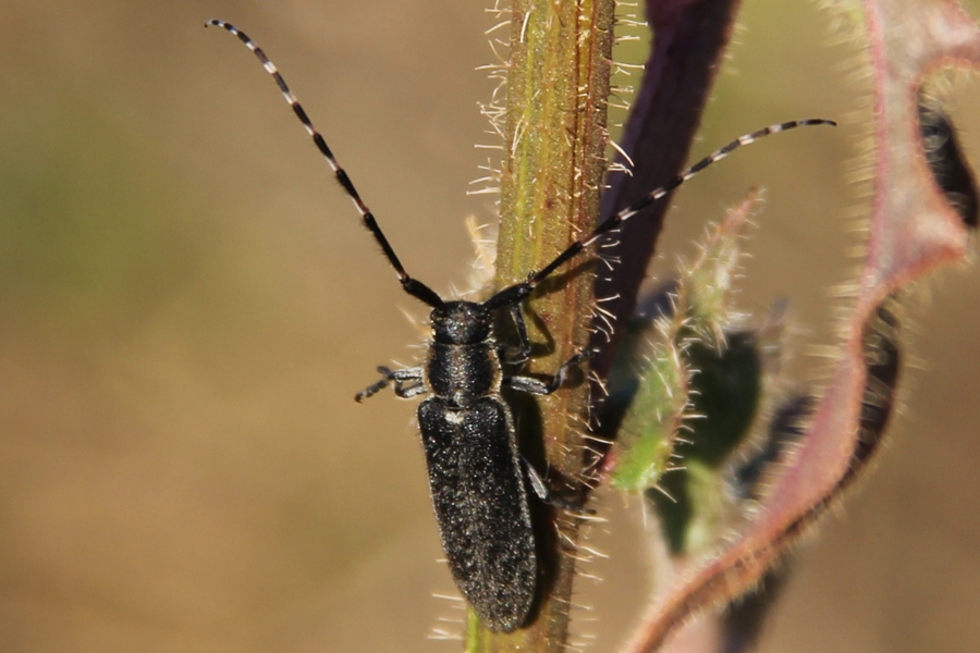 Agapanthia maculicornis