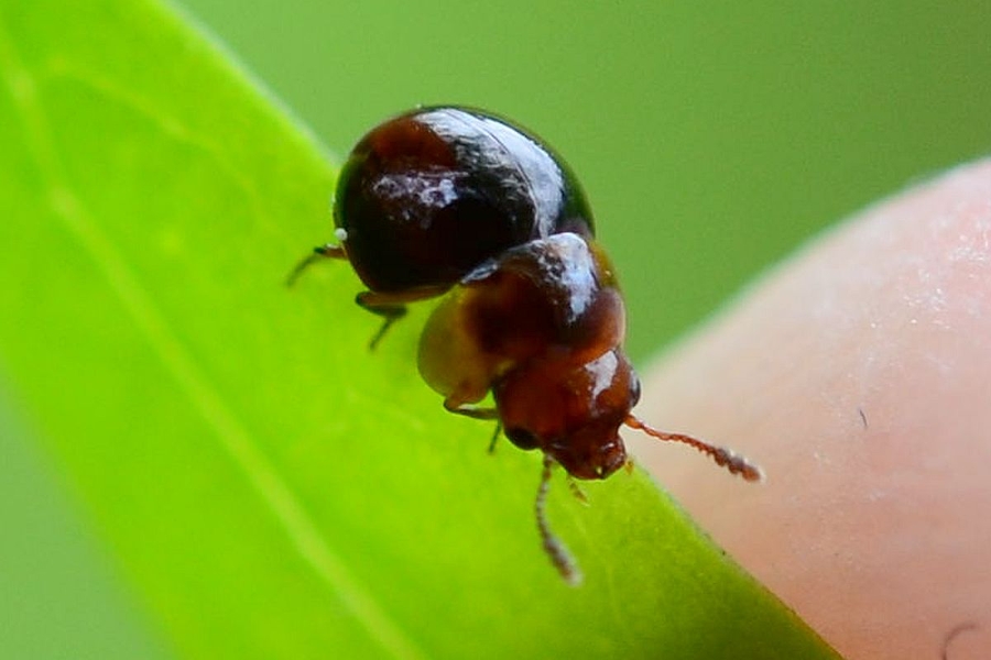 Agathidium varians