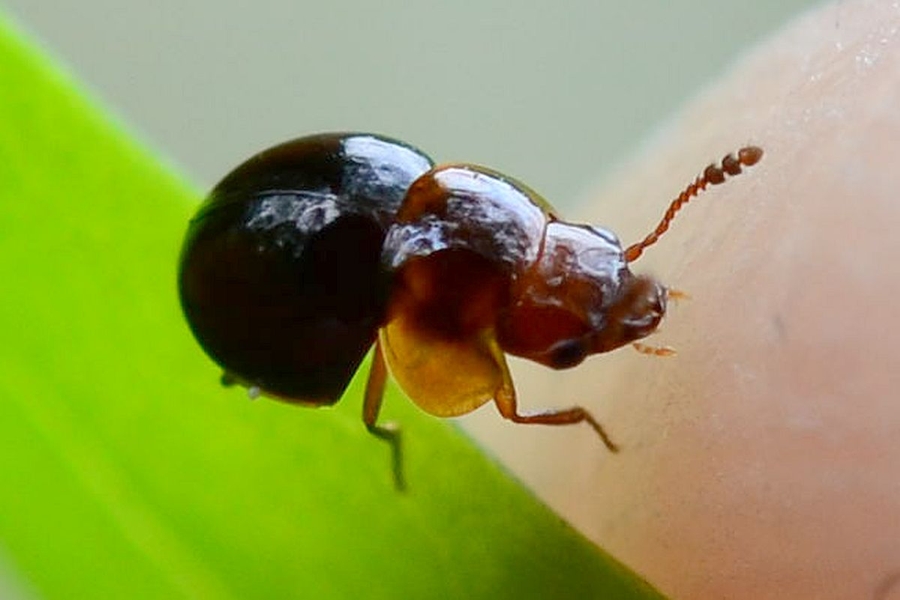 Agathidium varians